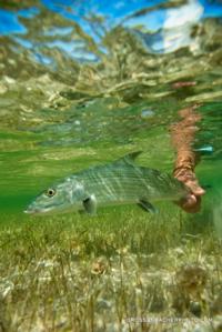 Bonefishing | Abaco Bahamas