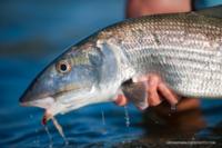 Bonefishing | Abaco Bahamas