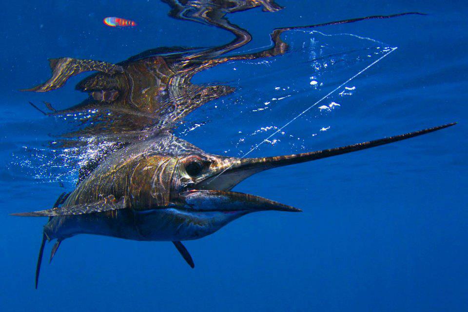 Costa Rica | Pacific Sportfishing