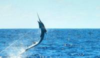 Costa Rica | Pacific Sportfishing