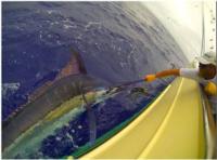 Costa Rica Sportfishing | World Slam Billfishing