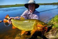 Golden Dorado | Pira Argentina