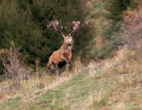 2017 Red Stag, Tahr, & Chamois | New Zealand | SOLD OUT!