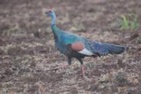 2017 Ocellated Turkey | Yucatan Mexico | SOLD OUT!