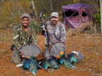 2017 Ocellated Turkey | Yucatan Mexico | SOLD OUT!