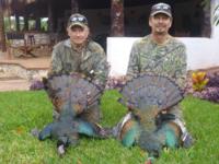 2017 Ocellated Turkey | Yucatan Mexico | SOLD OUT!