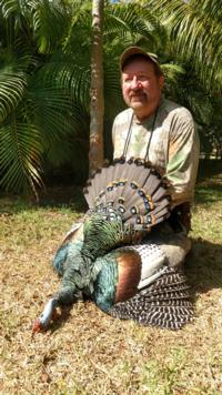 2018 Ocellated Turkey | Yucatan Mexico | SOLD OUT!