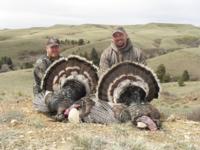 Merriam's Wild Turkey | Wyoming 2015 | SOLD OUT!