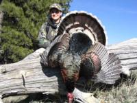 Merriam's Wild Turkey | Wyoming 2015 | SOLD OUT!