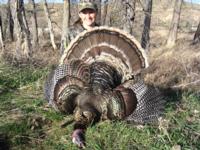 Merriam's Wild Turkey | Wyoming 2015 | SOLD OUT!