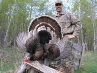 Merriam's Wild Turkey | Wyoming 2015 | SOLD OUT!