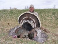 Merriam's Wild Turkey | Wyoming 2015 | SOLD OUT!