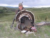 Merriam's Wild Turkey | Wyoming 2015 | SOLD OUT!