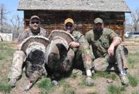 Merriam's Wild Turkey | Montana 2015 | SOLD OUT!