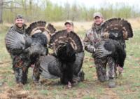 Merriam's Wild Turkey | Montana 2015 | SOLD OUT!