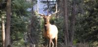 San Juan Elk | New Mexico 2016 | 6 SPOTS AVAILABLE!