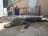 Florida Alligator | Option 2