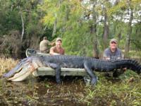 Florida Trophy Alligator | Option 1