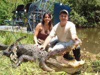 Florida Trophy Alligator | Option 1