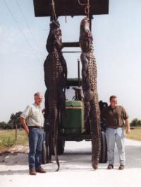 Florida Trophy Alligator | Option 1