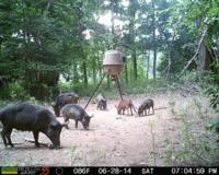 South Carolina Lowcountry Gators