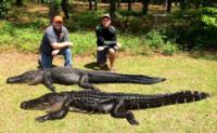 South Carolina Lowcountry Gators