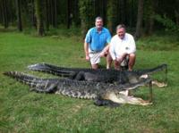 South Carolina Lowcountry Gators