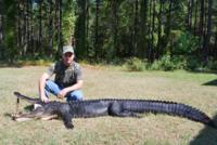 South Carolina Lowcountry Gators