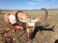 New Mexico | Trophy Antelope - Option 2