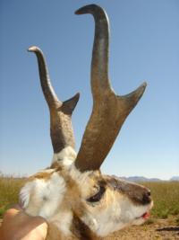 New Mexico | Trophy Antelope - Option 2