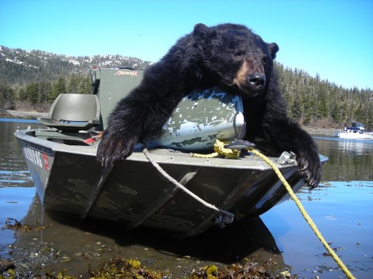Alaskan Trophy Black Bear