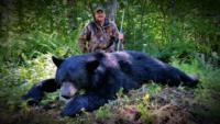 Maine Black Bear | Option 1