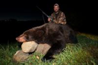 Maine Black Bear | Option 1