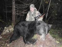 Maine Black Bear | Option 1