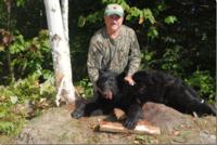 Maine Black Bear | Option 2