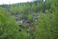 Northern Manitoba Black Bear