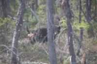 Northern Manitoba Black Bear