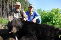 Quebec Fly In Black Bear