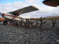 Alaskan Brooks Range Caribou