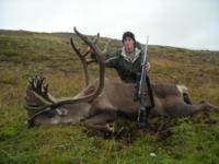 Alaskan Brooks Range Caribou