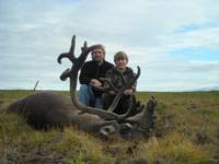 Alaskan Brooks Range Caribou