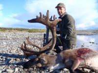 Alaskan Brooks Range Caribou