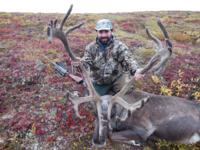 Alaskan Brooks Range Caribou