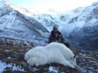 BC Mountain Caribou