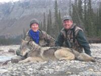 BC Mountain Caribou