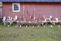 British Columbia Elk