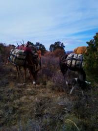 Colorado Elk | Unit 41