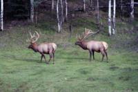 New Mexico Ranch Elk