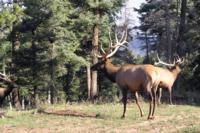 New Mexico Ranch Elk