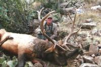 Southern New Mexico Elk